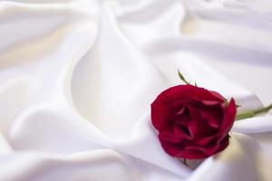 red rose on white cloth photo