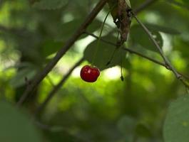 one small cherry hanging in green foliage photo