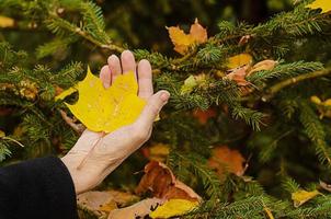 The hand of an elderly woman holding in the palm of an autumn yellow leaf. photo