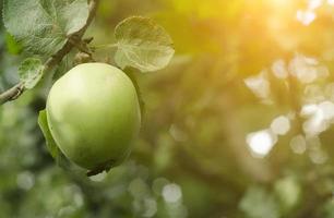 one green apple is hanging on the tree photo