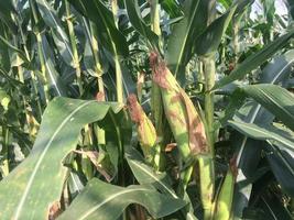 fertile corn plants in Indonesian agriculture photo