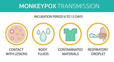 Monkeypox virus transmisiion  infographics contact, fluids, respiratory. world health organization. Infected people spreading from monkey. Flat design with icons vector