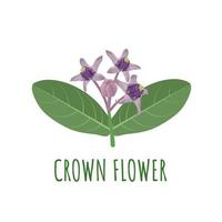 Vector illustration, Crown flower, scientific name Calotropics Gigantea, Isolated on White Background.