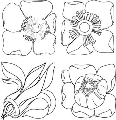 Set of floral elements. One line hand drawn illustration isolate on white