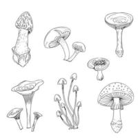 Mushroom line art vector set. Modern minimalist. Cartoon collection. Fresh organic vegetable.