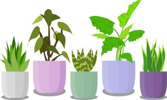 ilustración gráfica vectorial, planta interior simple para decoración, planta de aloe, maceta colorida