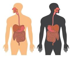 Human gastrointestinal tract or digestive system flat vector color icon for apps and websites