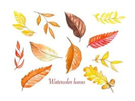 Set of autumn yellow-red leaves watercolor vector