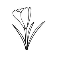 Monochrome picture, spring flowers, delicate crocus flower, vector illustration on white background