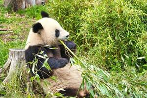 big panda sitting eating bamboo. Endangered species. Black and white mammal photo