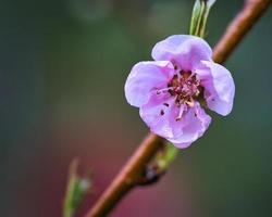 Peach blossoms sibd fantastically beautiful. photo