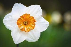 narcisos en tiempo de pascua en un prado. flores blancas amarillas brillan contra la hierba verde. foto