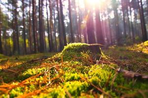 Tree stump overgrown with moss in an autumn forest. Landscape photo from nature
