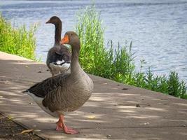 Wild geese on the river during a walk. Rest of the birds to take food and rest. photo