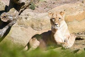 Young lioness lying on a stone with view to the viewer. Animal photo of predator