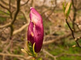 Los árboles de magnolia son un verdadero esplendor en la época de floración. una naturaleza que llama la atención foto