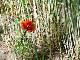 gossip poppies in a summer meadow. splashes of color in red. the delicate petals isolated. photo