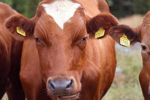 cow in sweden, with direct eye contact, in a meadow in smalland. photo