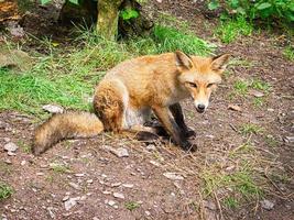 zorro en primer plano con vista al espectador. el animal no tiene miedo y parece interesado foto