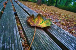 Colored leaf in autumn on a bench. Autumn leaves in the park. Trees in the background photo