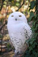 The owl is a bird of prey of the twilight and the night. Also occurs in Germany photo