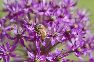 Honey bee collecting nectar on a purple flower. Busy insects from nature. Bee honey photo