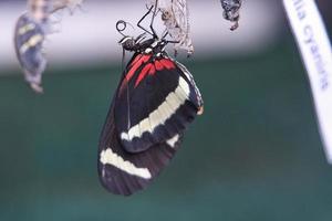 Butterfly hatching from its cocoon. photo