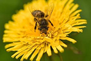 Bee collecting nectar on a dandelion flower macro photo