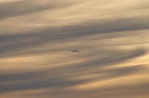 airplane in the evening sky in luminous horizon. photo