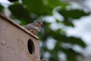 Zebra finch pair on a bird house. photo