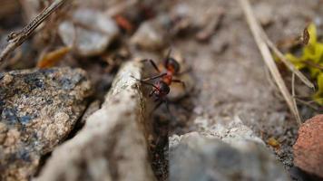 hormiga recogiendo comida de cerca foto