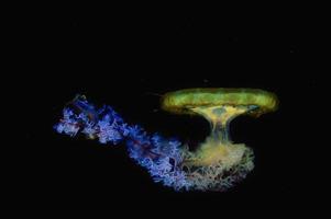 Se muestran medusas flotando en un acuario aislado. largos tentáculos. animal marino. foto