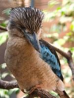 Hans riendo en una rama. hermoso plumaje colorido del pájaro australiano. foto