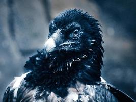 un retrato de buitre. plumas negras blancas. un pájaro muy expresivo. vista al observador