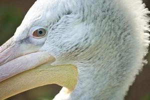 Pelican in portrait. White plumage, large beak, in a large marine bird. Animal photo