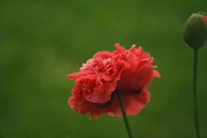 Poppy flower in close up. Filigree petals in pink with green leaves in background. photo