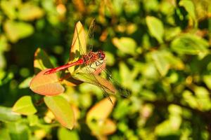 libélula tomada en el jardín. detallada para mirar foto