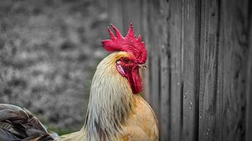 gallina en una granja en busca de comida. los pájaros de vida libre rascando el suelo en busca de comida. foto