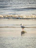 gaviota en la playa de blavand en dinamarca frente a las olas del mar. disparo de pájaro foto