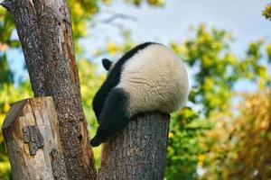 Giant panda sitting on a tree trunk in the high. Endangered mammal from China.
