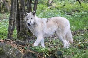 joven lobo blanco del parque de lobos werner freund. foto