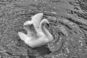 swan in black and white with outstretched wings photo