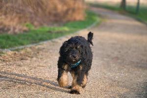 goldendoodle puppy in the color black and tan. Hybrid dog golden retriever poodle. photo