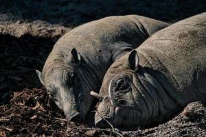 un tipo especial de cerdo del zoológico foto