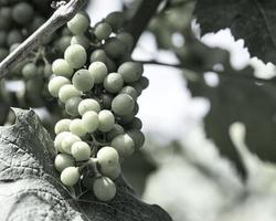 viñedos en ricos colores. las vides con las uvas están maduras. estos se toman para el consumo o se hace vino de ellos para disfrutar. foto