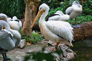 Pelican in portrait. White plumage, large beak, in a large marine bird. Animal photo