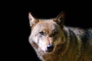Siberian wolf in portrait. Predator looking at the viewer. Mammal animal photo