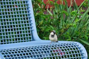 a sparrow, also called sparrow in Berlin on a bench. photo