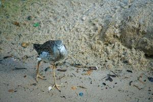 sandpiper isolated on the beach of the Baltic Sea near Zingst. The sandpipers photo