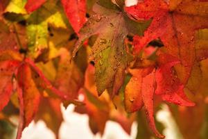 colorful autumn leaves with dew drops. photo